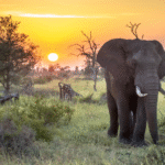 Wisata Afrika Selatan