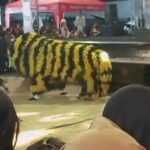 Lestarikan Budaya, 15 Peserta Ikuti Lomba Tari Singo Ulung di Bondowoso