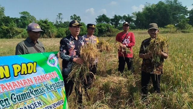 BUMDES Kepanjen Gumukmas Gelar Panen Raya, Tebar 2.500 Bibit Nila dan Resmikan Depo Air